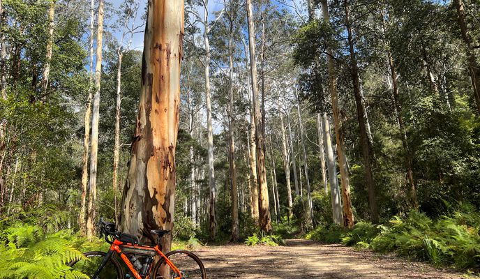 Long Angle, Blue gum, Grose Head Sth, Faulconbridge Pt Cycling